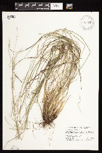 Schizachyrium scoparium image