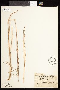 Schizachyrium scoparium image