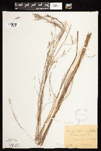 Schizachyrium scoparium image