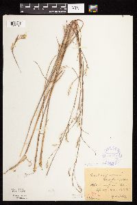 Schizachyrium scoparium image