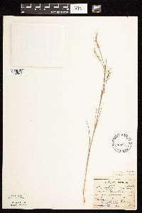 Schizachyrium scoparium image
