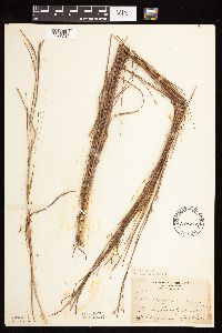 Schizachyrium scoparium image