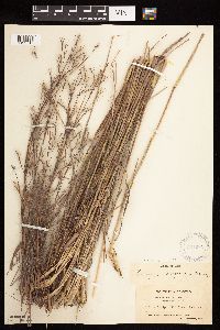 Schizachyrium scoparium image
