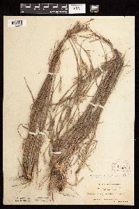 Schizachyrium scoparium image