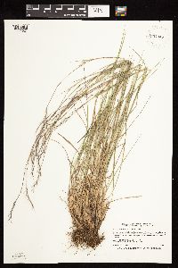 Schizachyrium scoparium image