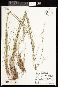 Schizachyrium scoparium image