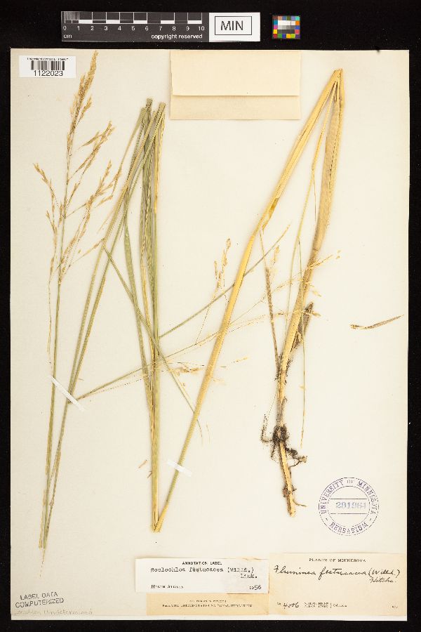 Scolochloa festucacea image