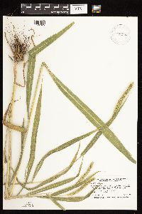 Setaria faberi image