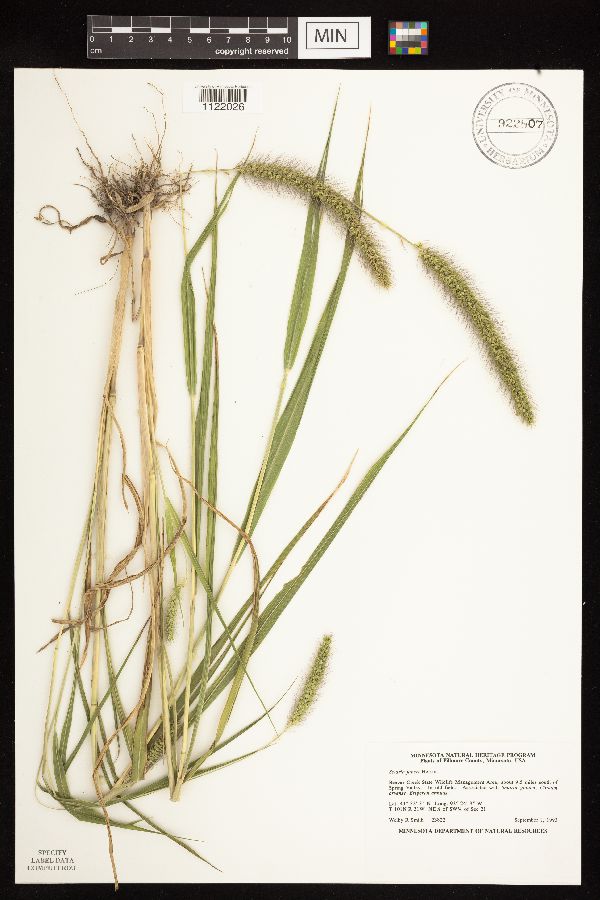 Setaria faberi image
