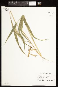 Setaria faberi image