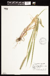 Setaria faberi image