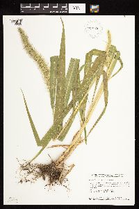 Setaria faberi image