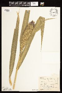 Setaria italica image