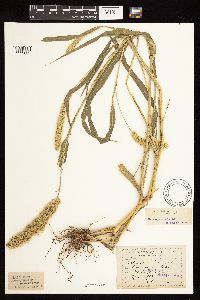 Setaria italica image