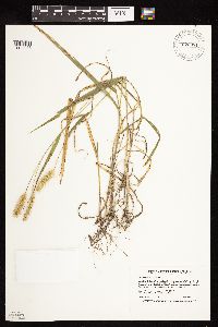 Setaria pumila subsp. pumila image