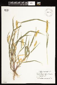 Setaria pumila subsp. pumila image