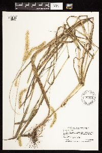 Setaria pumila subsp. pumila image