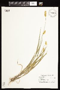 Setaria pumila subsp. pumila image