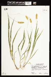 Setaria pumila image