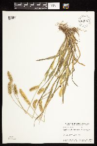 Setaria pumila subsp. pumila image
