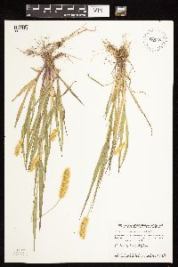 Setaria pumila subsp. pumila image