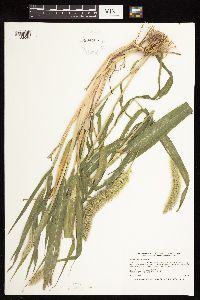 Setaria viridis var. major image