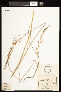 Sorghastrum nutans image