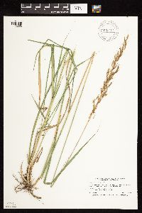Sorghastrum nutans image