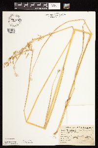 Sorghastrum nutans image