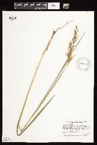 Sorghastrum nutans image