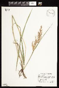 Sorghastrum nutans image