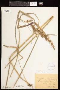 Sorghastrum nutans image
