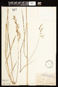 Sorghastrum nutans image