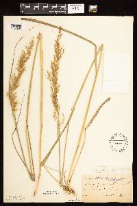 Sorghastrum nutans image