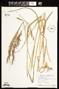 Sorghastrum nutans image