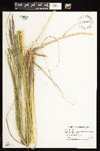 Spartina pectinata image