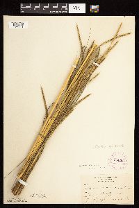 Spartina pectinata image
