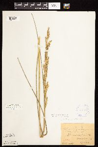 Spartina pectinata image