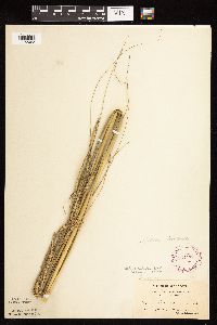 Spartina pectinata image