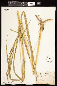 Spartina pectinata image