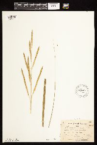 Spartina pectinata image