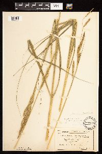 Spartina pectinata image