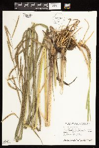 Spartina pectinata image