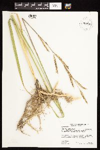 Spartina pectinata image
