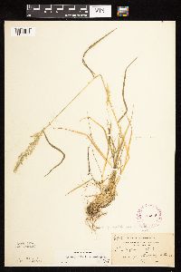 Sphenopholis intermedia image