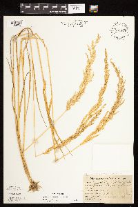 Sphenopholis intermedia image