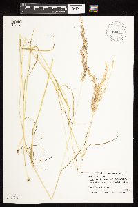 Sphenopholis intermedia image