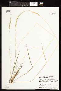 Sphenopholis intermedia image