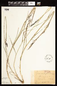 Sporobolus cryptandrus image