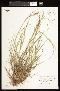 Sporobolus cryptandrus image